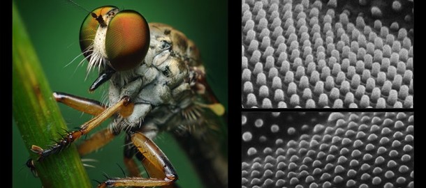 هفت حیوان که مدت‌ها پیش از بشر از نانوتکنولوژی استفاده می‌کردند (+تصاویر)